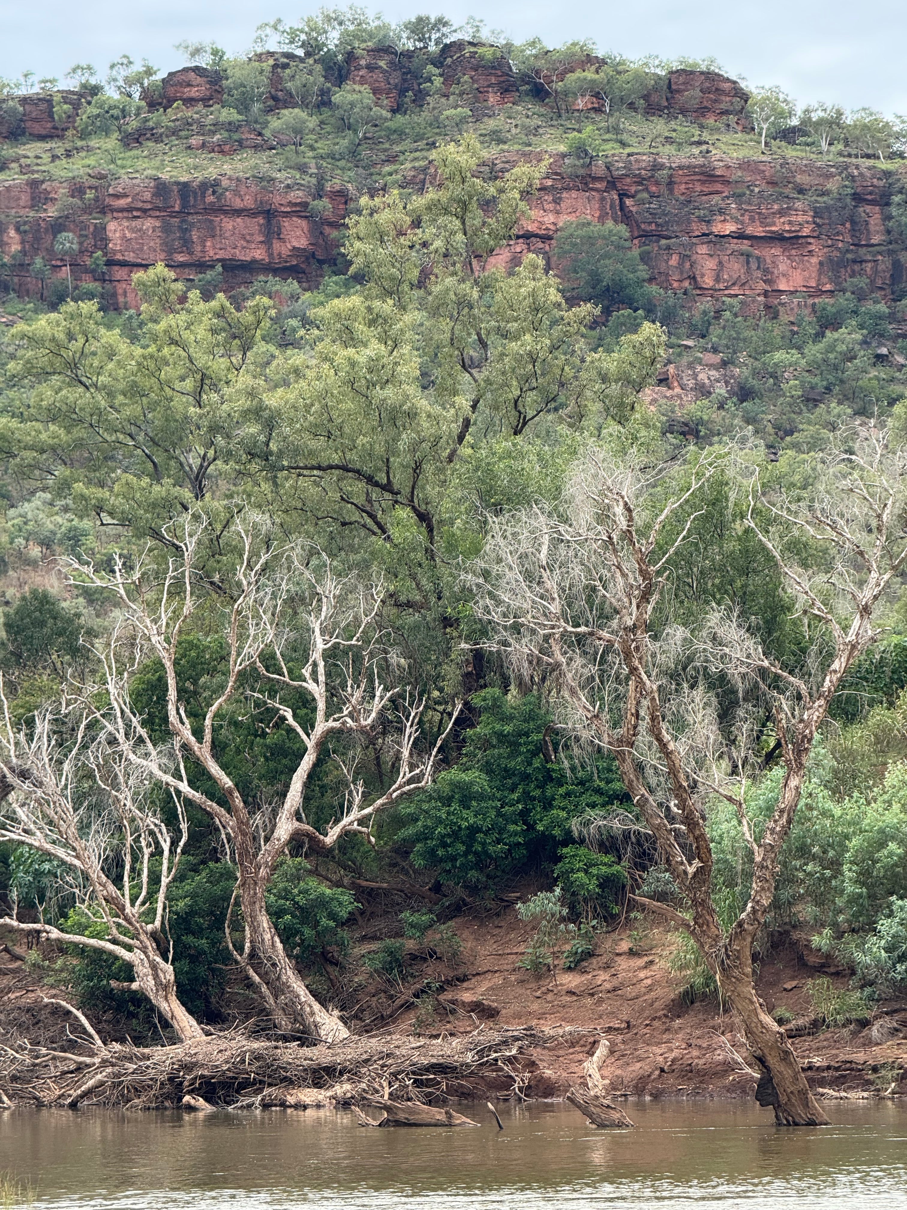 View of Escarpment in Judbarra/Gregory National Park from the Victoria River with trees in the foreground.